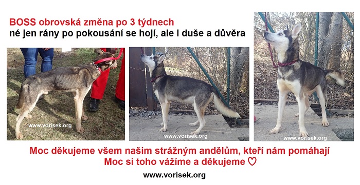 boss-po-3-tydnech-obrovska-zmena.jpg