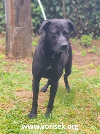 dobes-2.jpeg