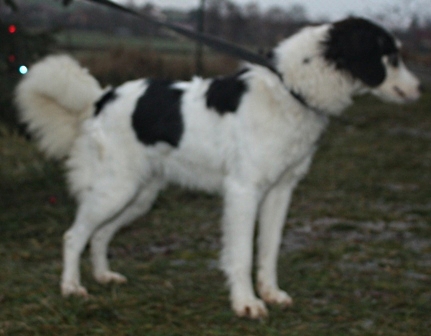 elvirka-441-12-2.jpg