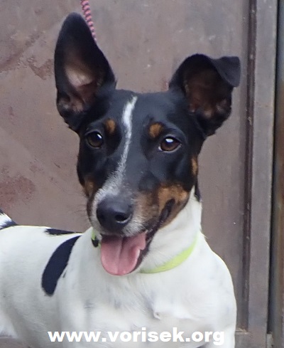 fifi-4.jpg
