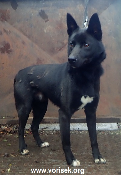 hugo-1-2.jpg