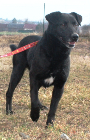 karlik-485-13-3.jpg