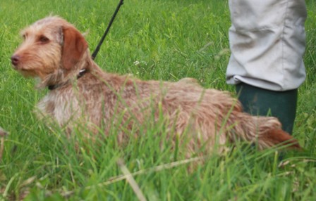 lassie-0337-12-2.jpg
