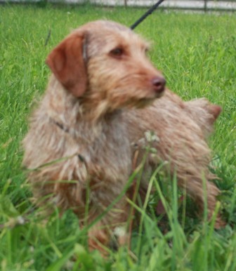 lassie-0337-12-3-3.jpg