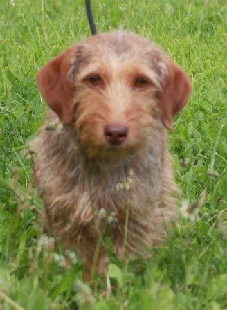 lassie-0337-12-3.jpg