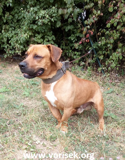 oliver-2.jpg