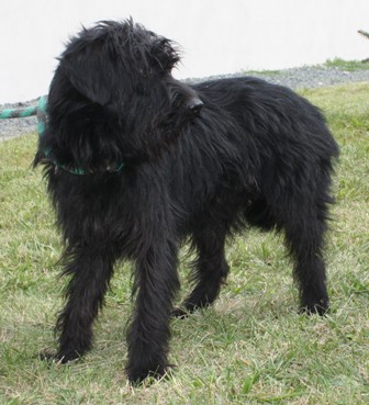 oliver-301-12-2.jpg