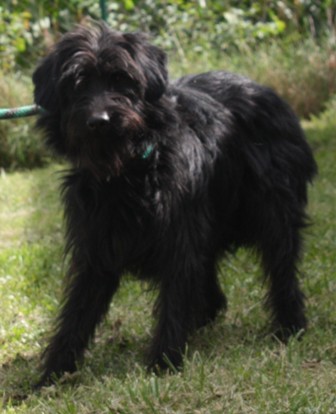 oliver-301-12-3.jpg