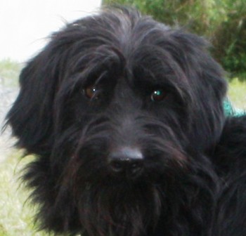 oliver-301-12-4.jpg