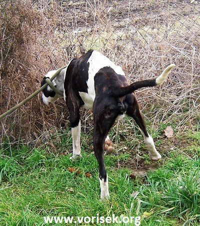 pongo-01216-18-2.jpg