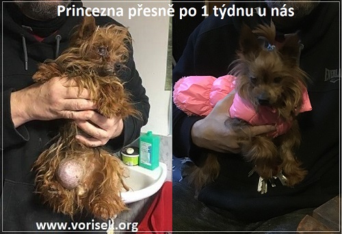 princezna-1tyden-co-knam-prisla.jpg