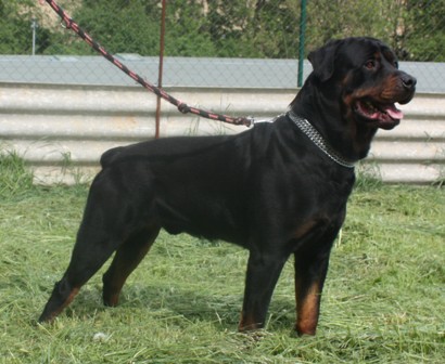 rambo-291-12-2.jpg