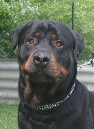 rambo-291-12-4.jpg