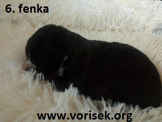 stenatko-c-6-fenecka.jpg