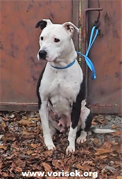 trixie-1277-18-3-2.jpg