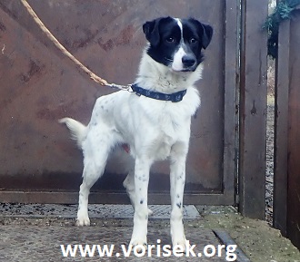 vorisek-1391-1.jpg