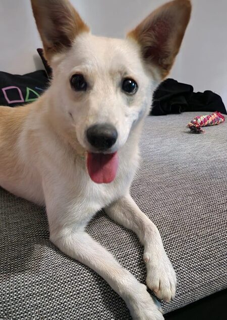 Adopce pejska Lucifer