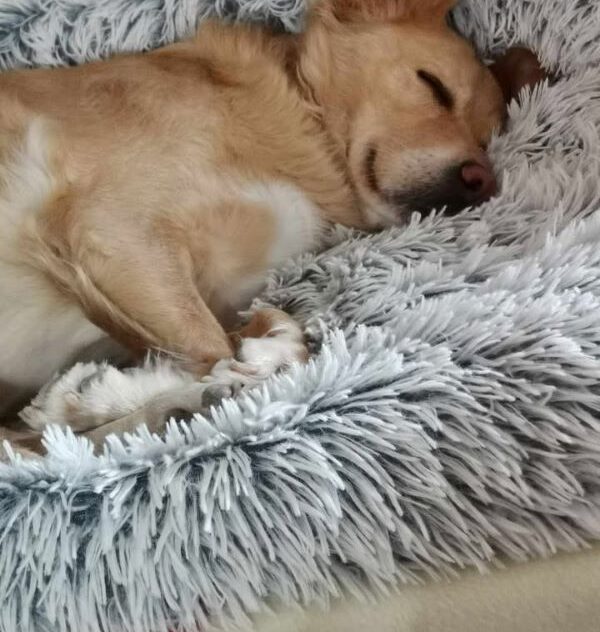 Adopce pejska Sašenka