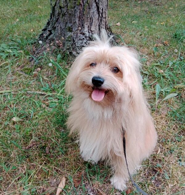 Adopce pejska Vigoušek